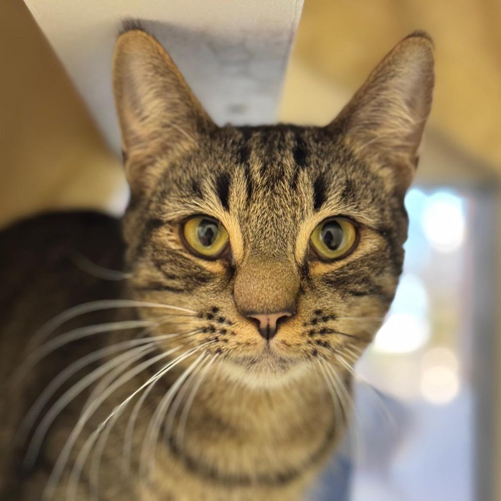 Enlarge Puffin, a Adoptable Domestic Short Hair in Santa Barbara, CA image 3/3