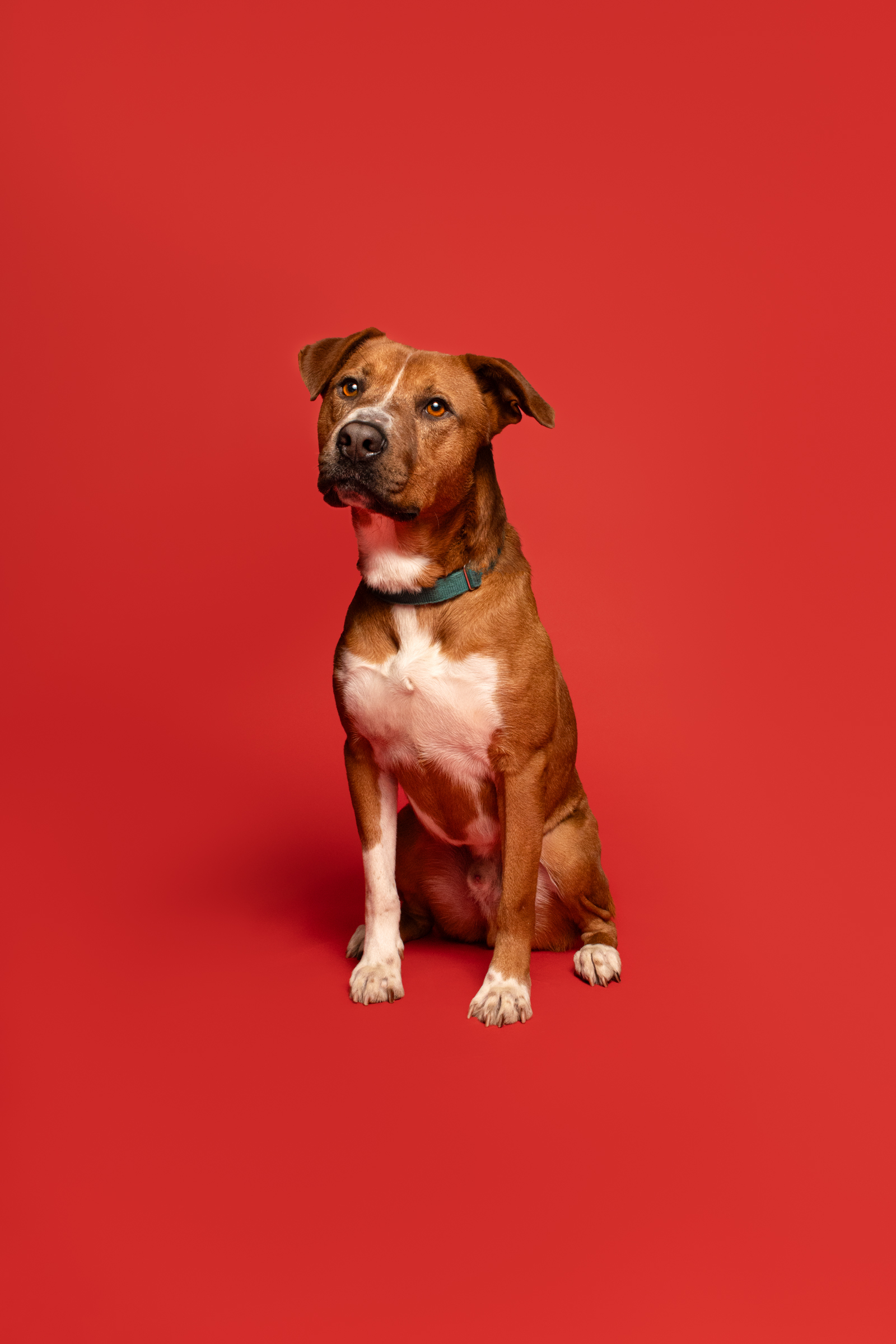 Enlarge Gus, a Adoptable mixed breed in los angeles, CA image 4/5