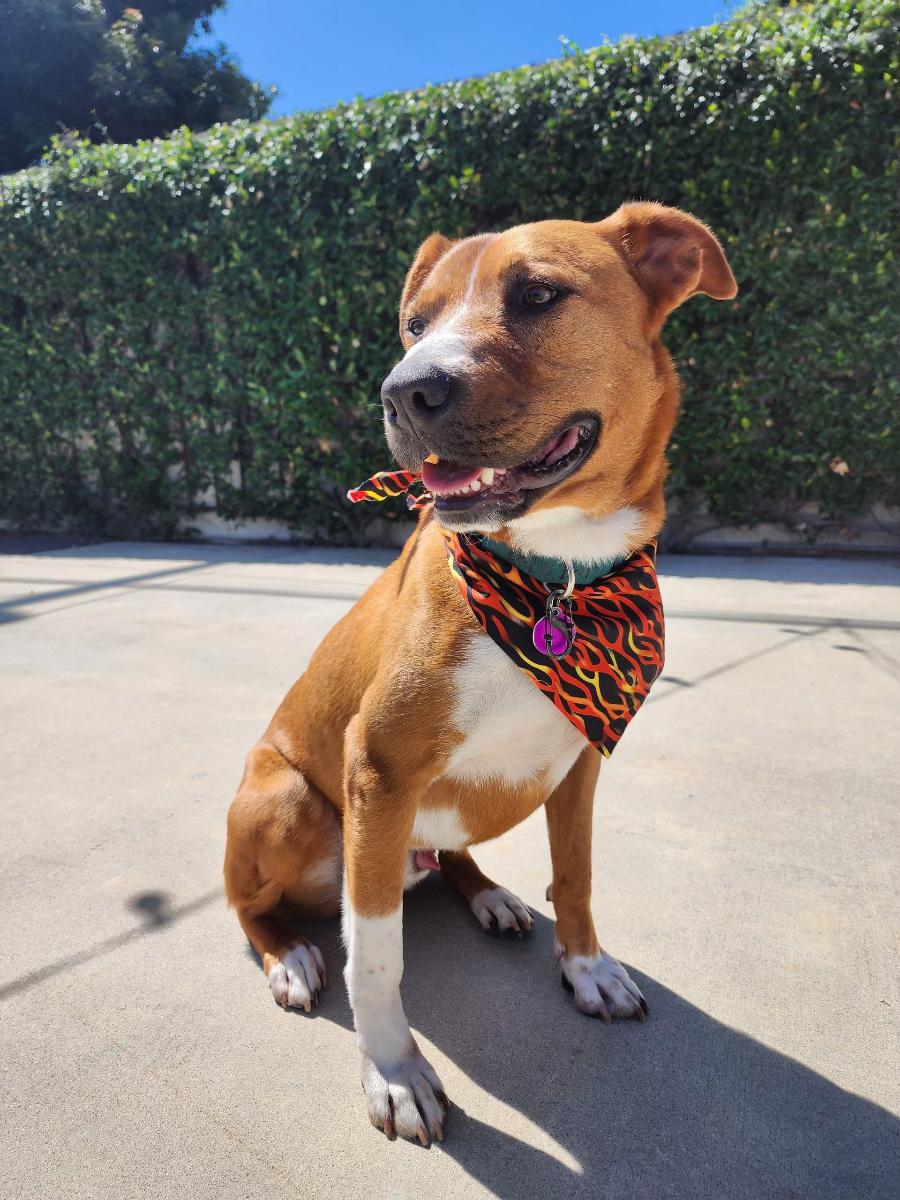 Enlarge Gus, a Adoptable mixed breed in los angeles, CA image 3/5
