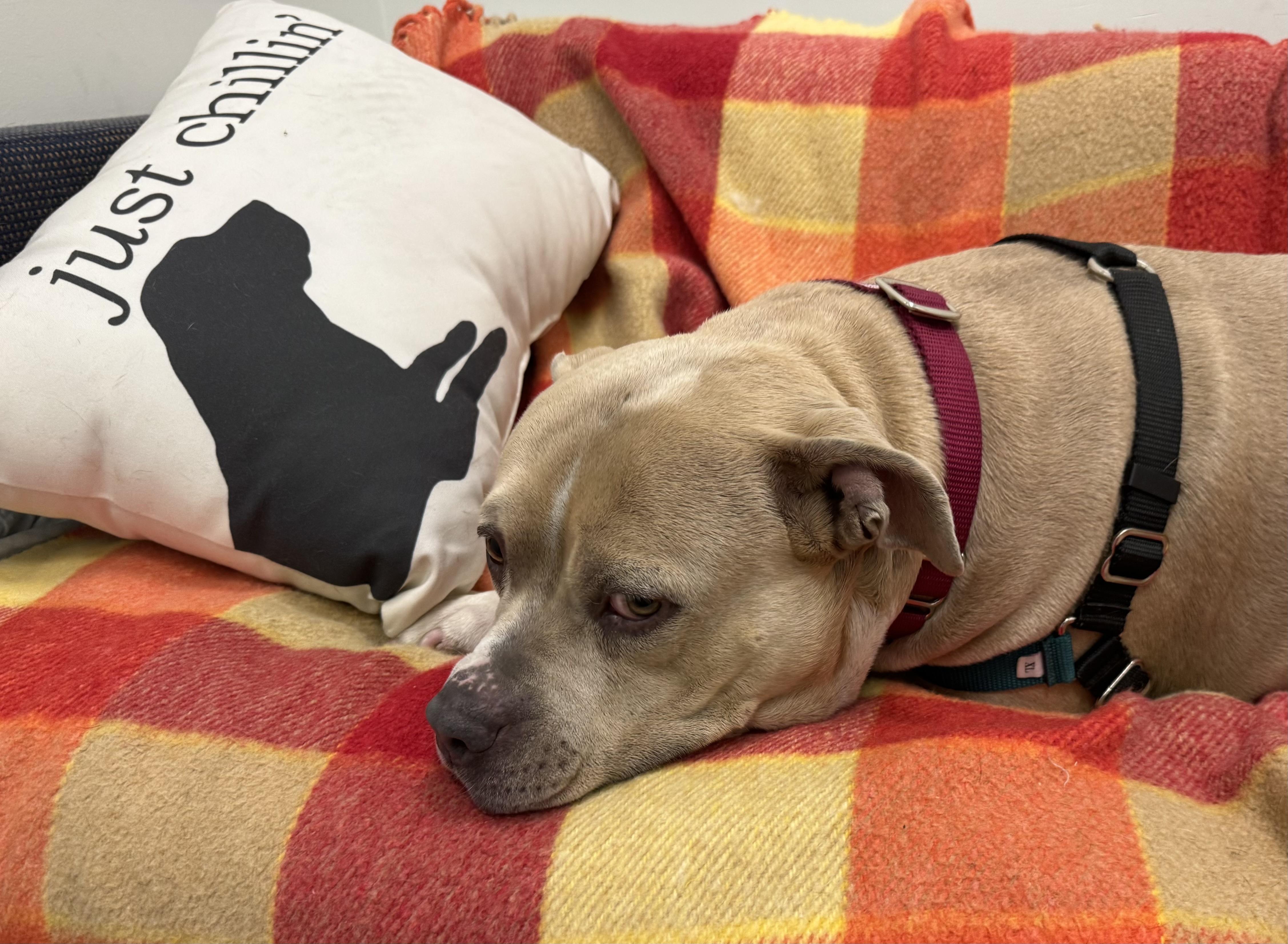 Trenta, a ADOPTABLE mixed breed in Berkeley, CA image 3/3