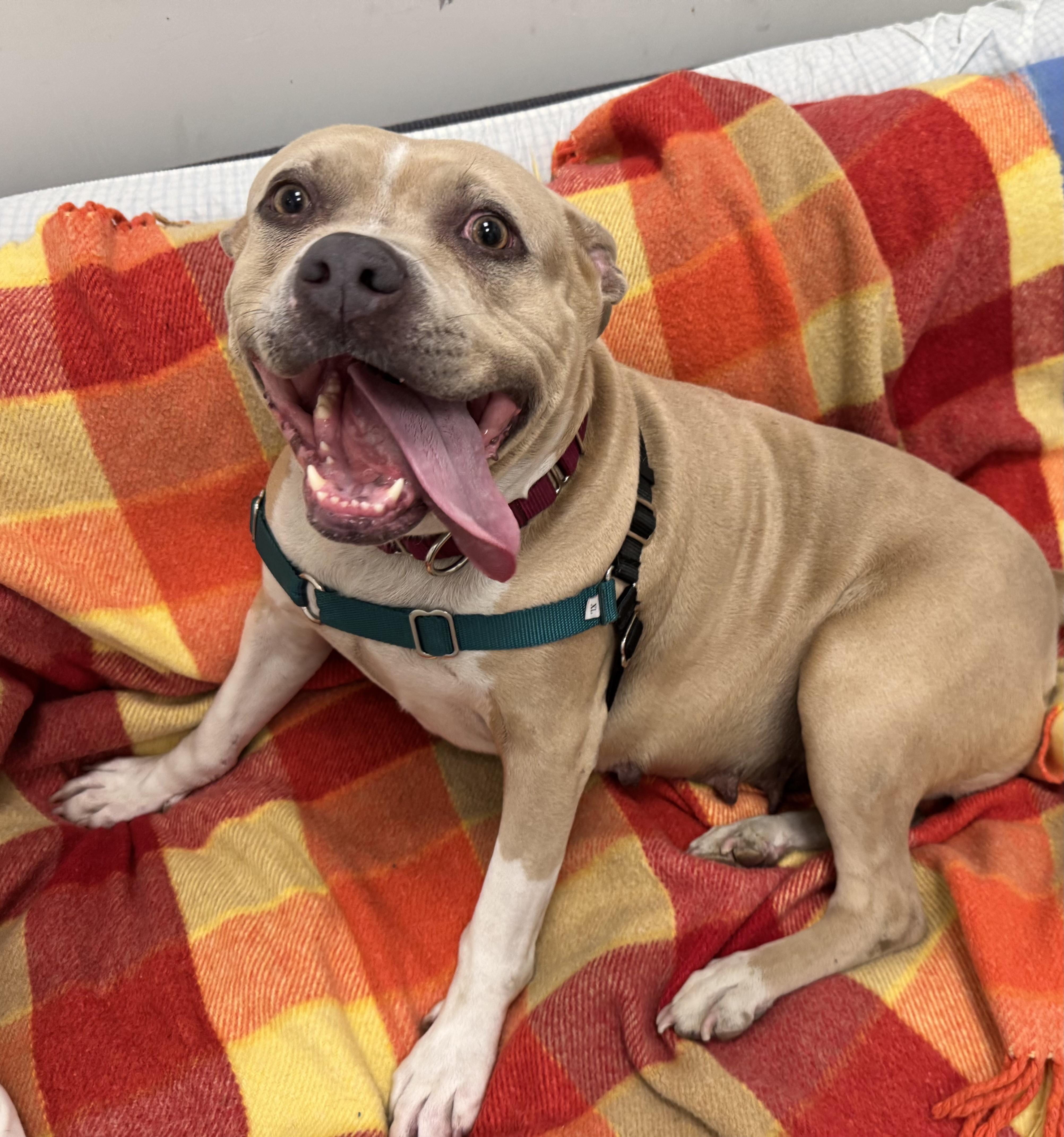 Trenta, ADOPTABLE, Adult Female Pit Bull Terrier.