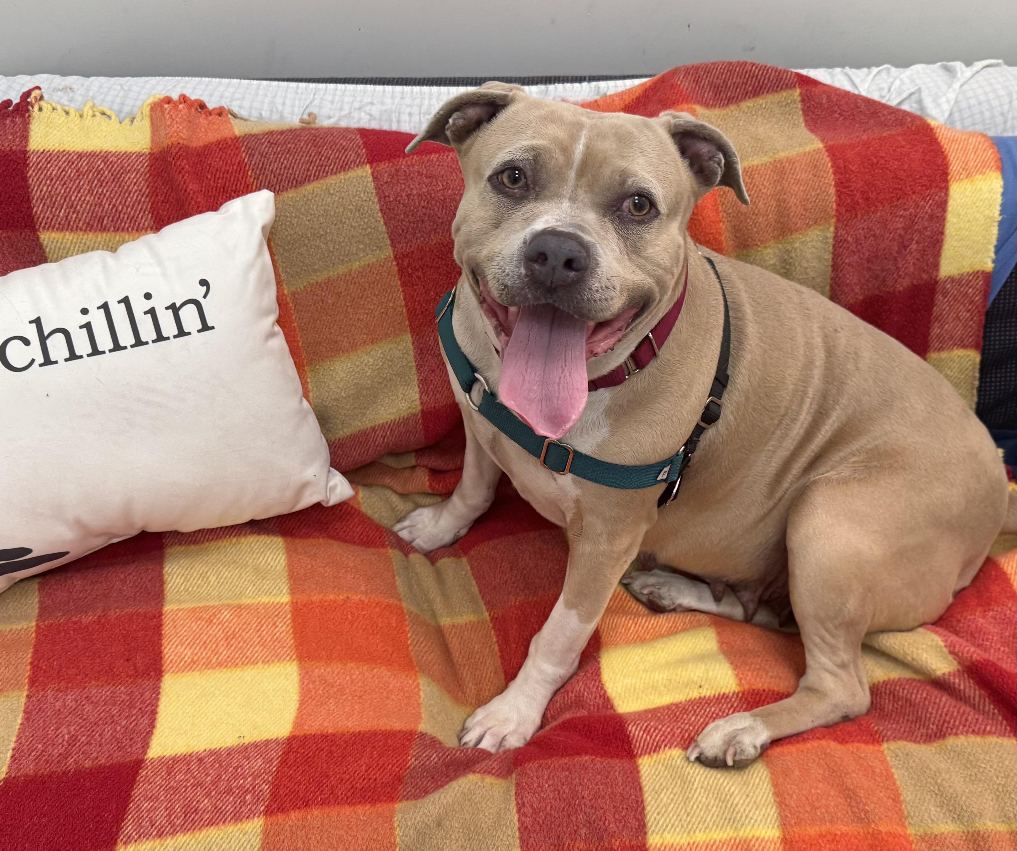 Trenta, a ADOPTABLE mixed breed in Berkeley, CA image 2/3