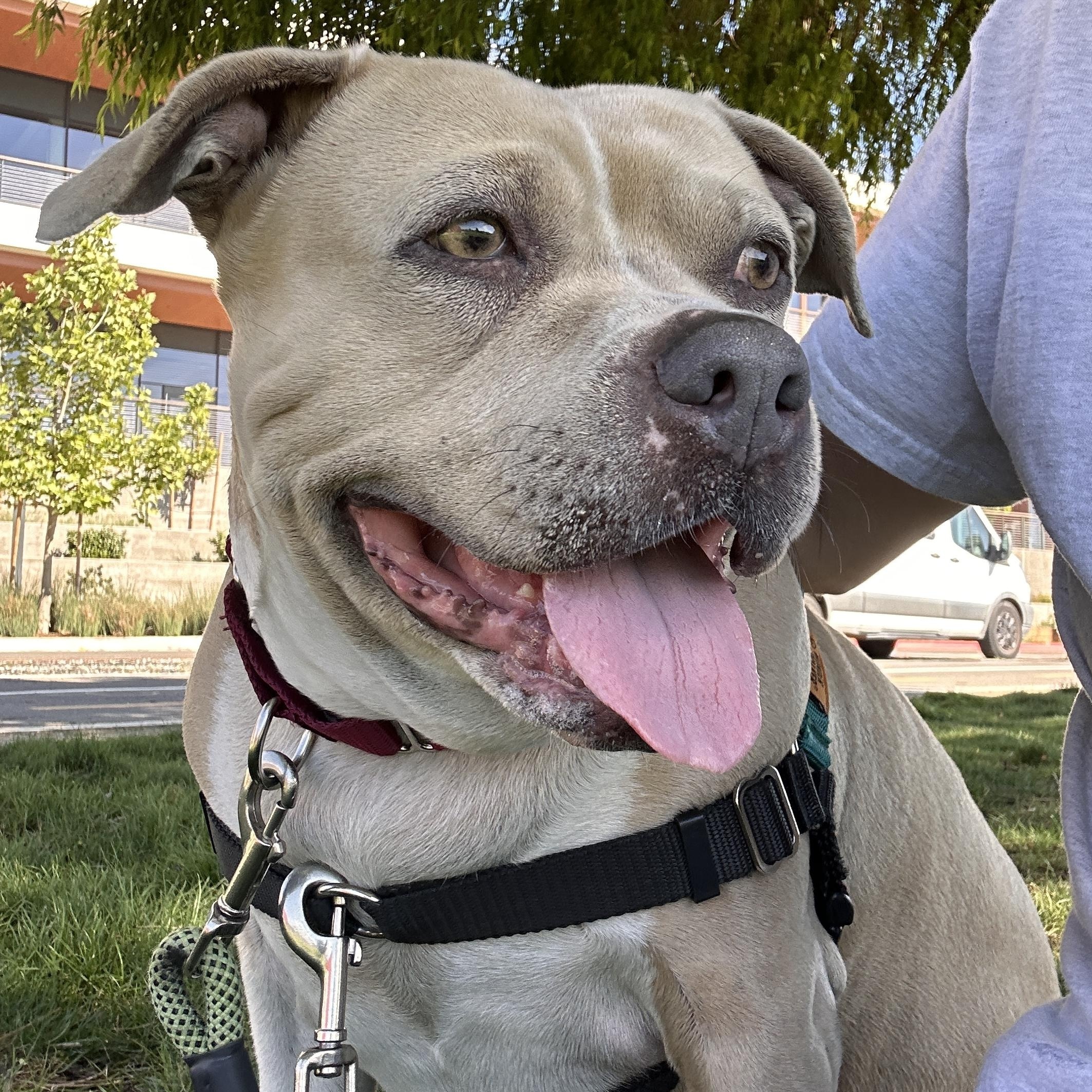 Enlarge Trenta, a ADOPTABLE mixed breed in Berkeley, CA image 3/6