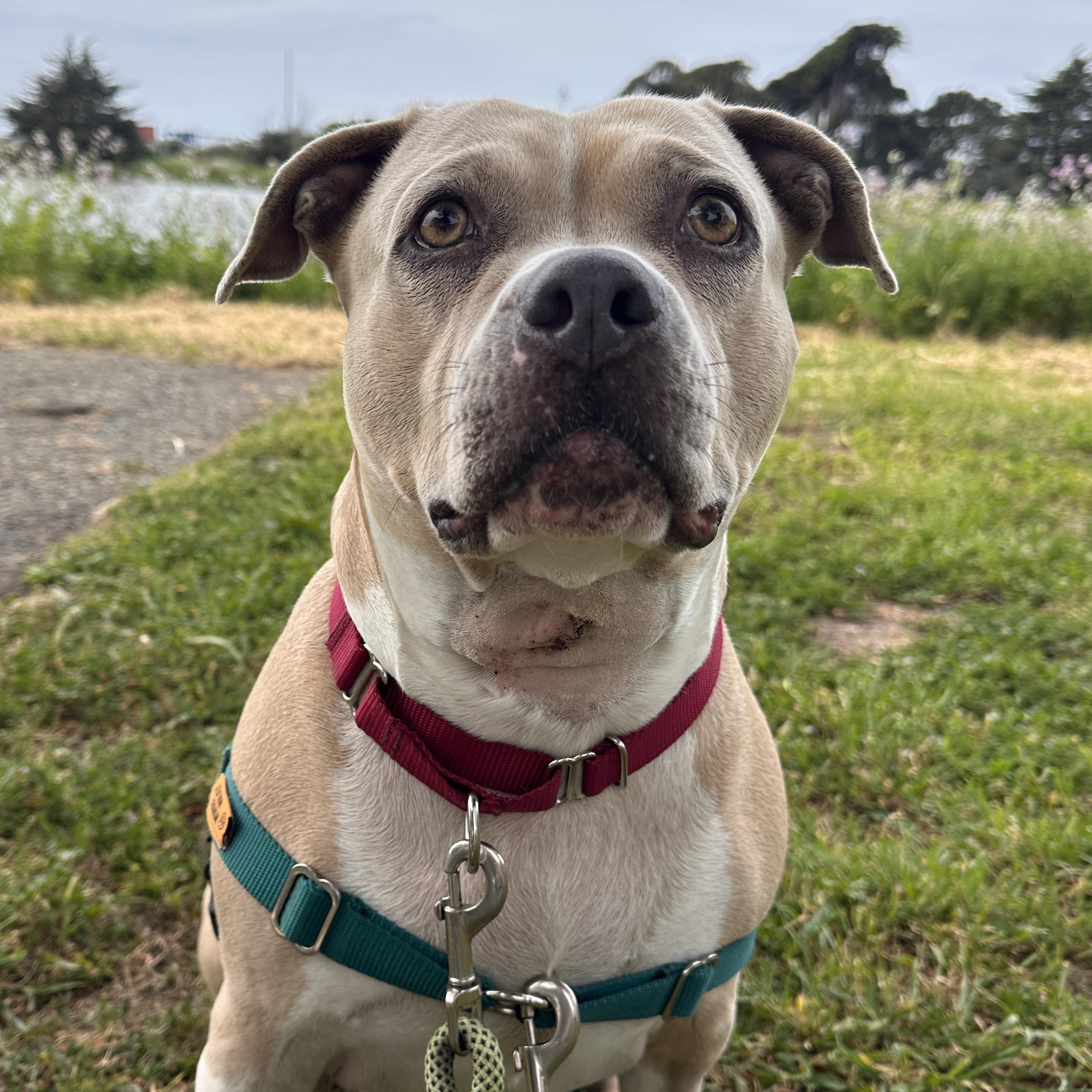 Enlarge Trenta, a ADOPTABLE mixed breed in Berkeley, CA image 2/6
