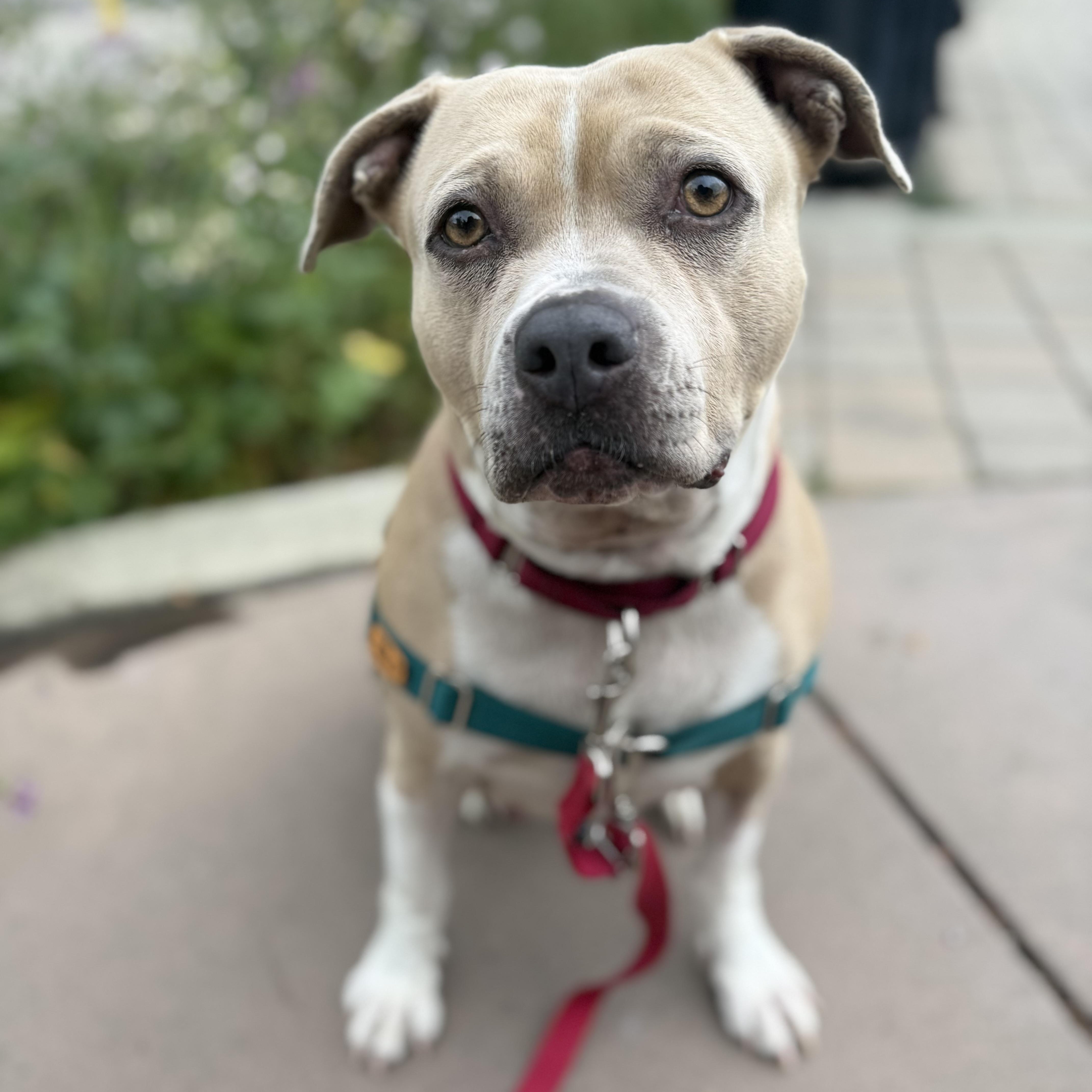 Enlarge Trenta, a ADOPTABLE mixed breed in Berkeley, CA image 1/6