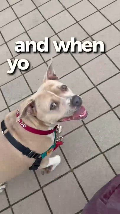 Enlarge Trenta, a ADOPTABLE mixed breed in Berkeley, CA video 6/6