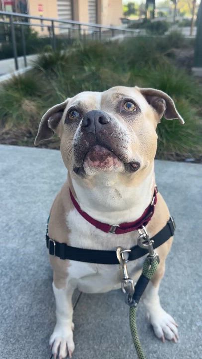Enlarge Trenta, a ADOPTABLE mixed breed in Berkeley, CA video 5/6