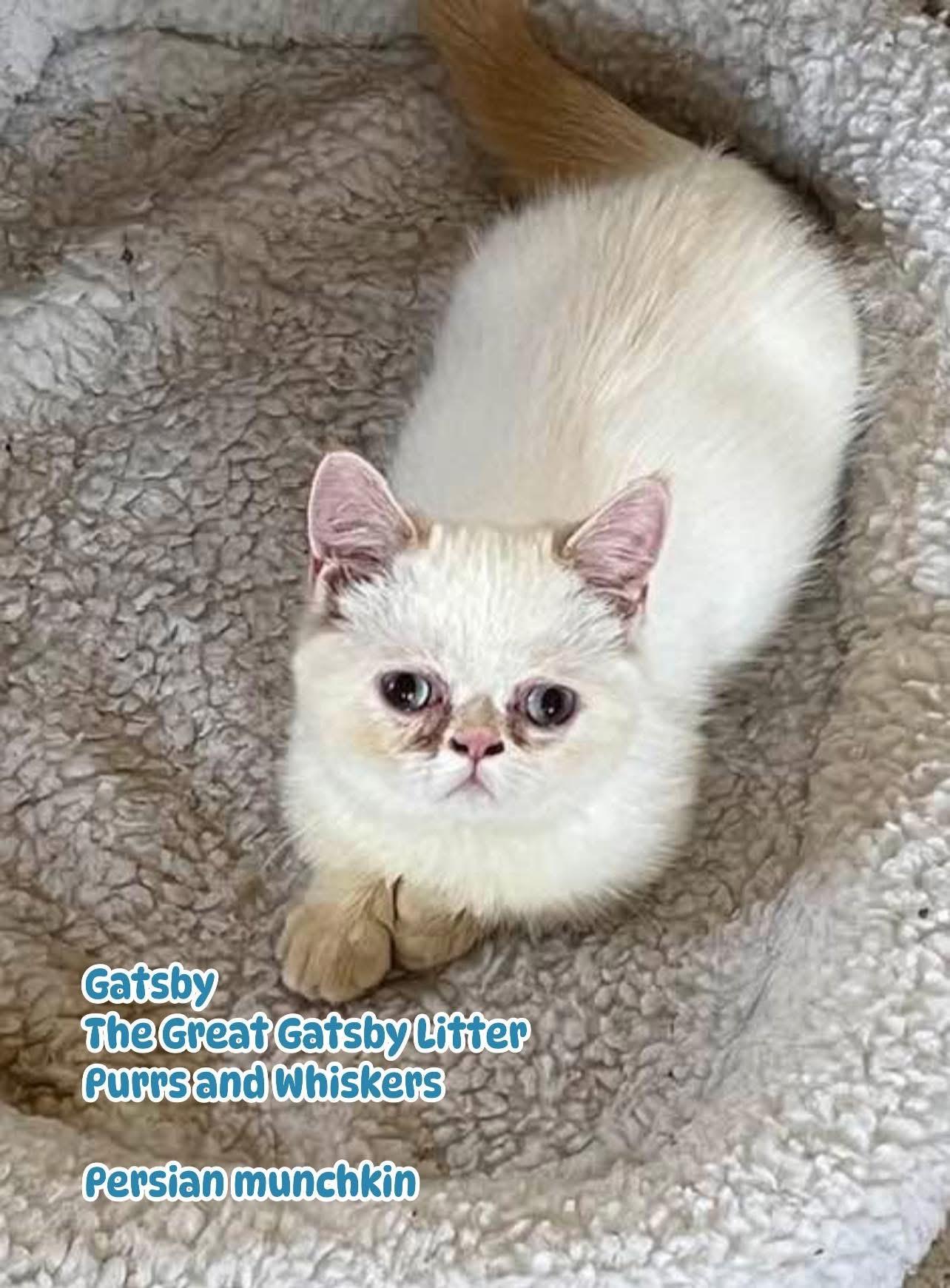 Cat Adoption New York: Find Your Perfect Feline Friend Today