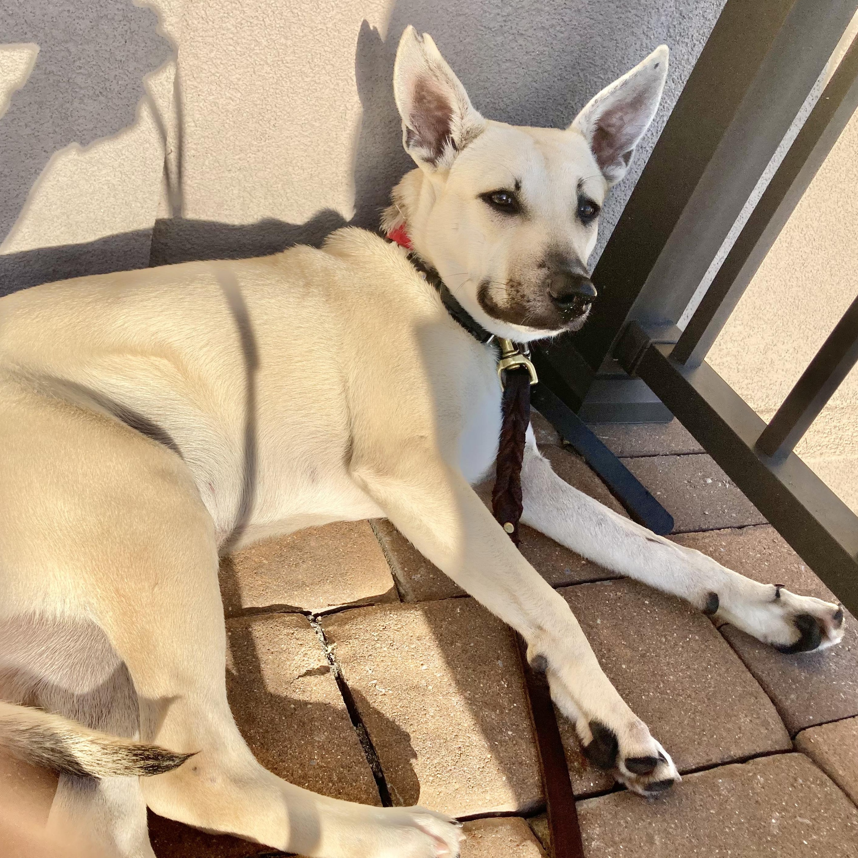 Dog for adoption Gus, a Mixed Breed in Fredericksburg, VA Petfinder