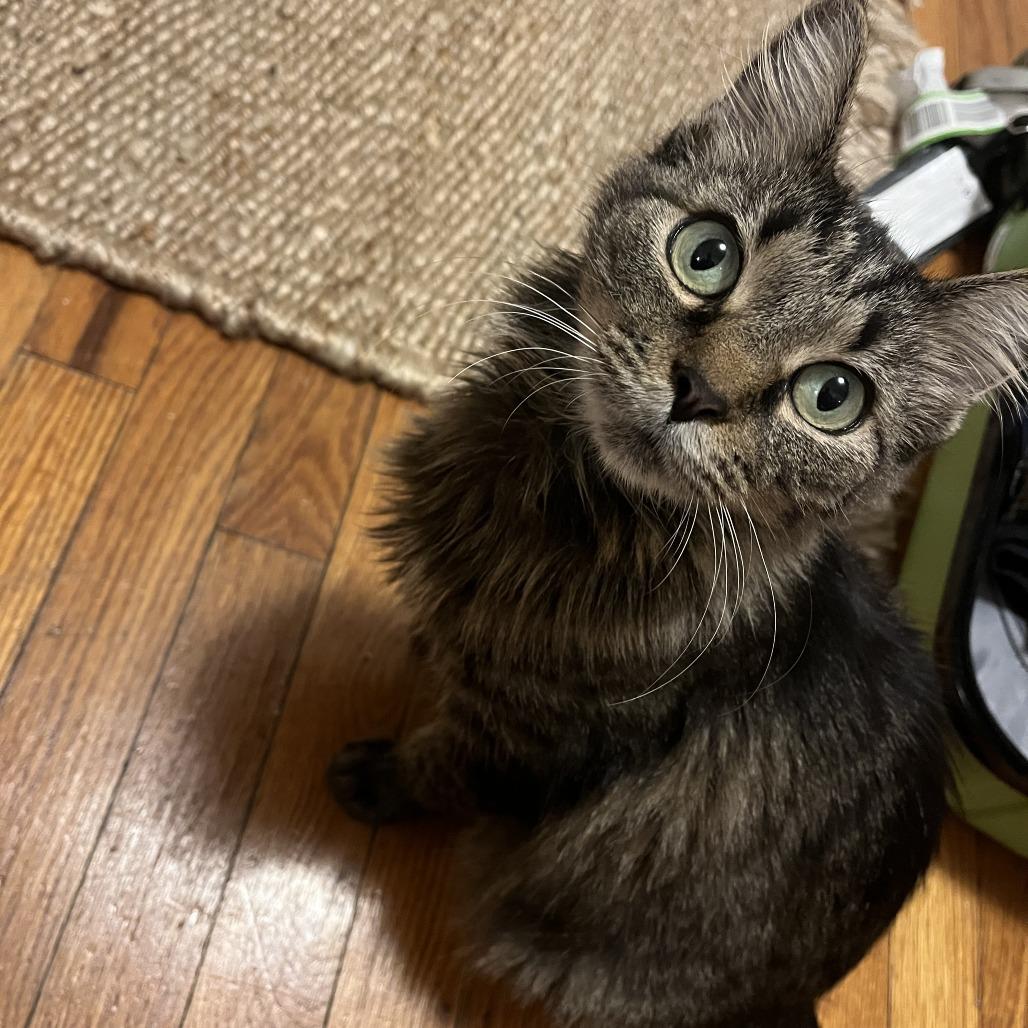 Dance, a Adoptable Domestic Medium Hair in Evanston, IL image 2/5