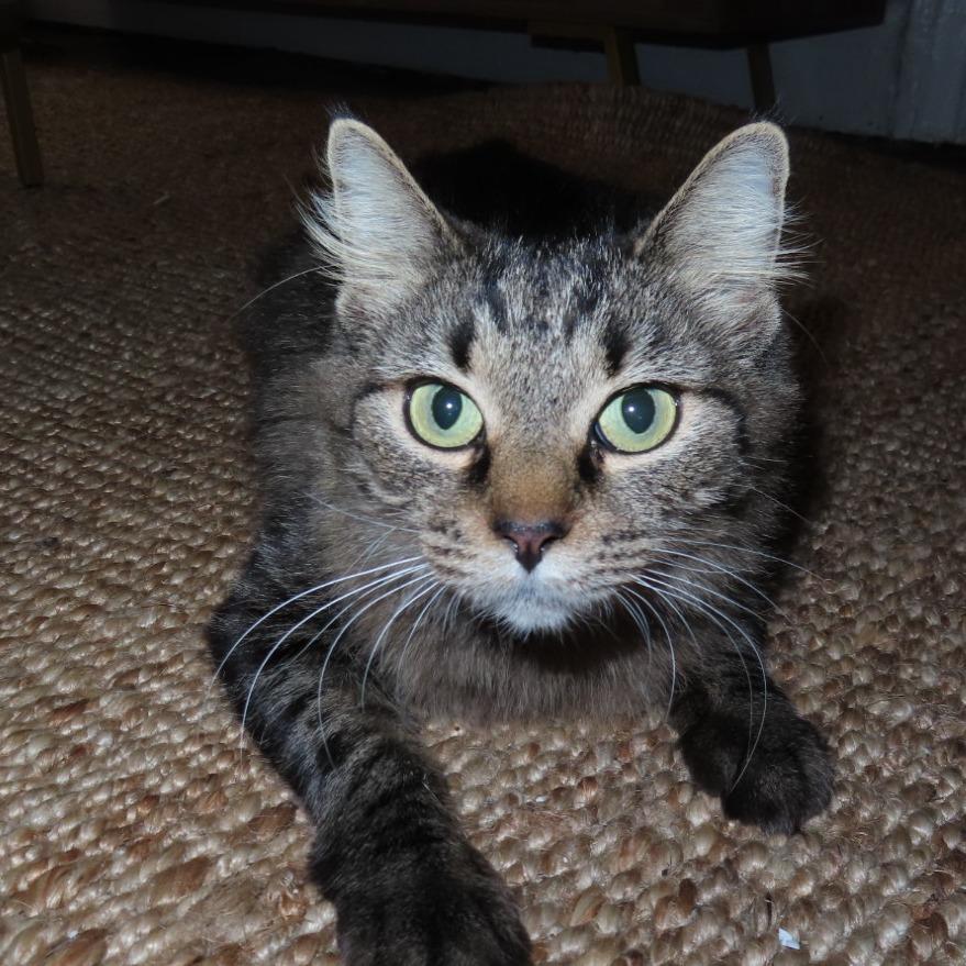 Dance, a Adoptable Domestic Medium Hair in Evanston, IL image 3/5