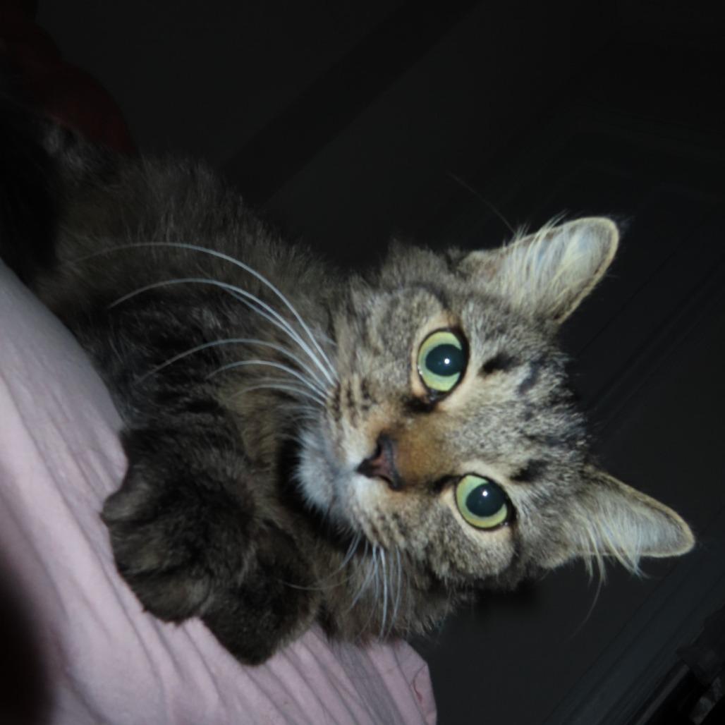 Dance, a Adoptable Domestic Medium Hair in Evanston, IL image 5/5