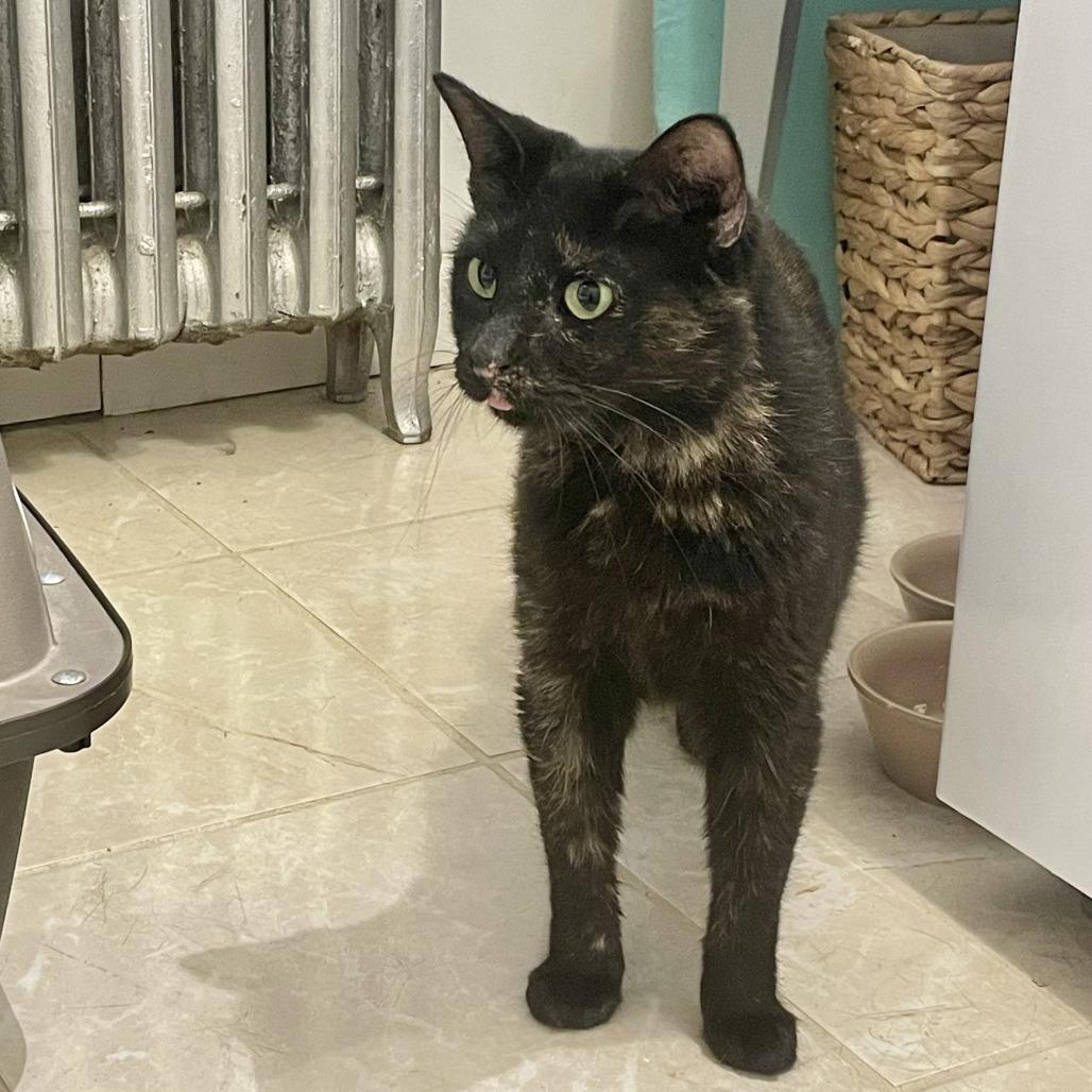 Enlarge Kellie, a Adoptable Domestic Short Hair in Washington, DC image 1/6