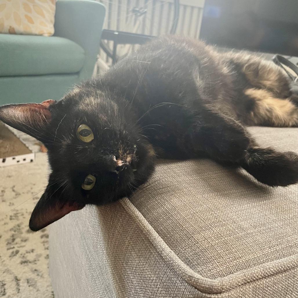 Enlarge Kellie, a Adoptable Domestic Short Hair in Washington, DC image 2/6