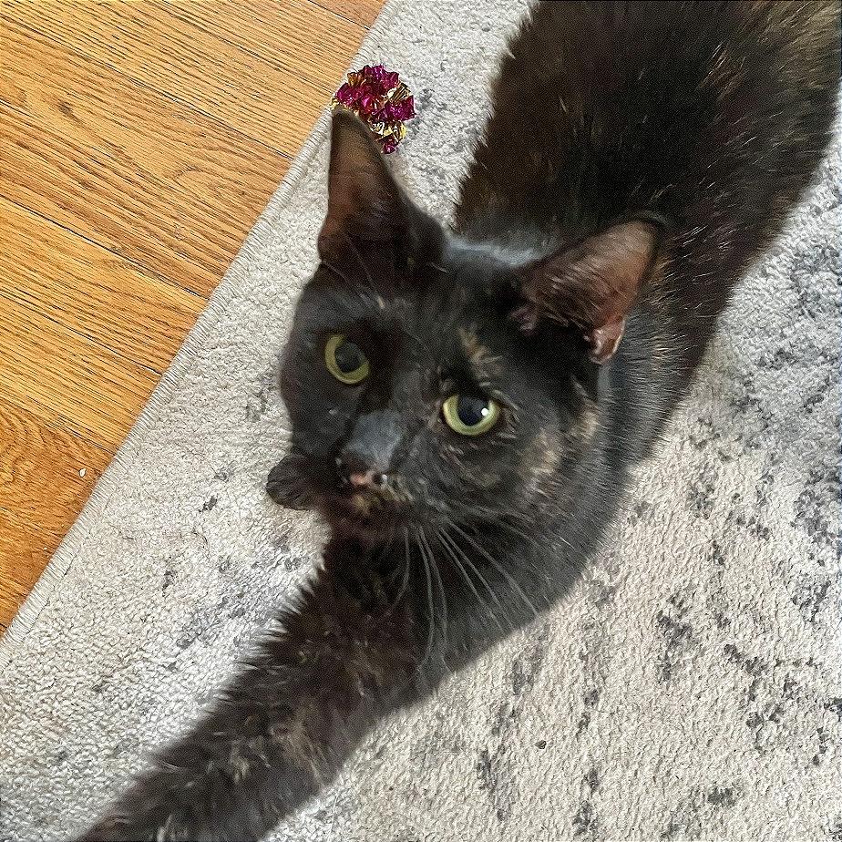 Enlarge Kellie, a Adoptable Domestic Short Hair in Washington, DC image 3/6