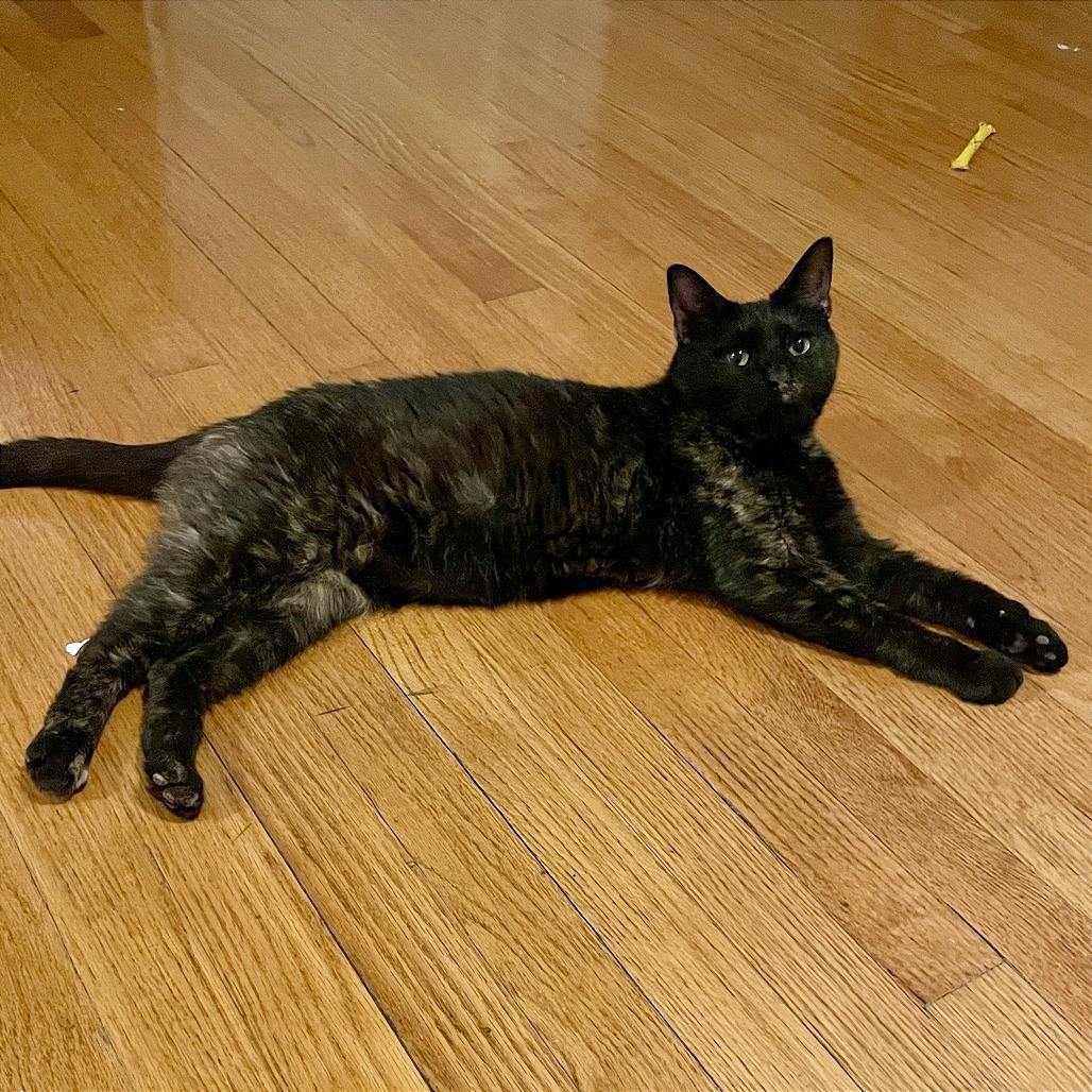 Enlarge Kellie, a Adoptable Domestic Short Hair in Washington, DC image 4/6