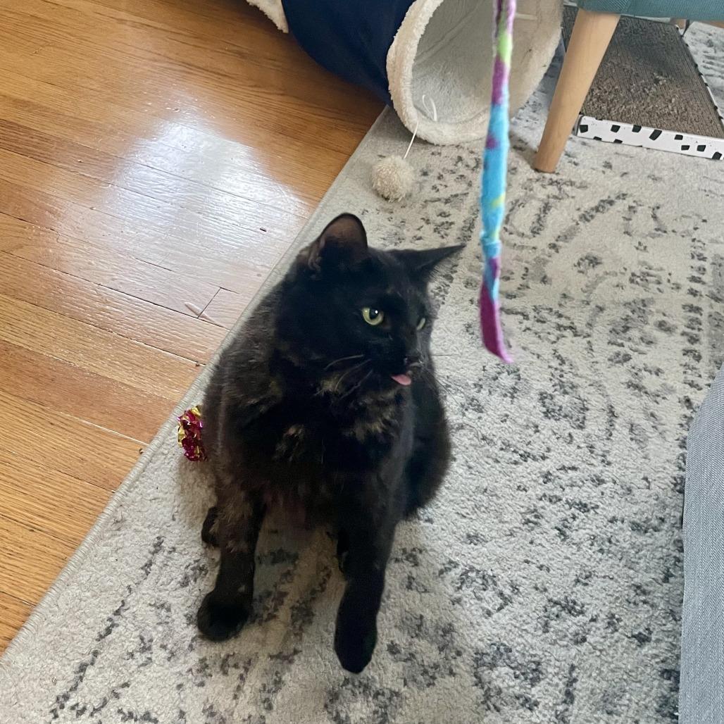 Enlarge Kellie, a Adoptable Domestic Short Hair in Washington, DC image 5/6