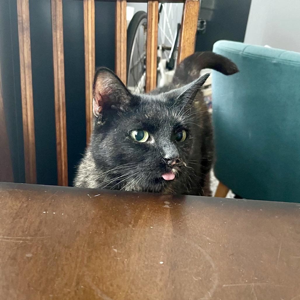 Enlarge Kellie, a Adoptable Domestic Short Hair in Washington, DC image 6/6