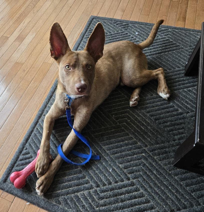 Enlarge Java, a ADOPTABLE mixed breed in Leesburg, VA image 3/5