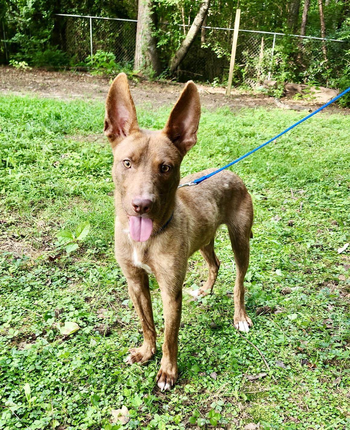 Enlarge Java, a ADOPTABLE mixed breed in Leesburg, VA image 1/5