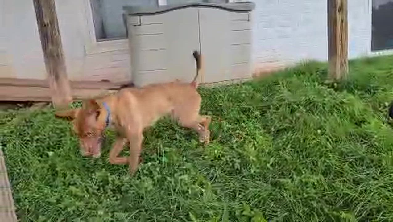 Enlarge Java, a ADOPTABLE mixed breed in Leesburg, VA video 5/5