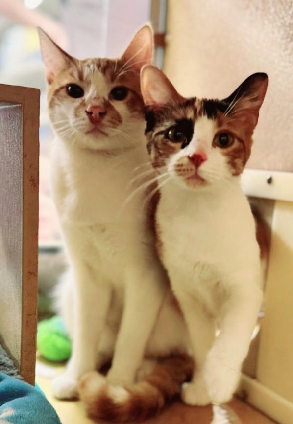 Enlarge Callie Cat OR13818-T, a Adoptable mixed breed in Beaverton, OR image 2/5