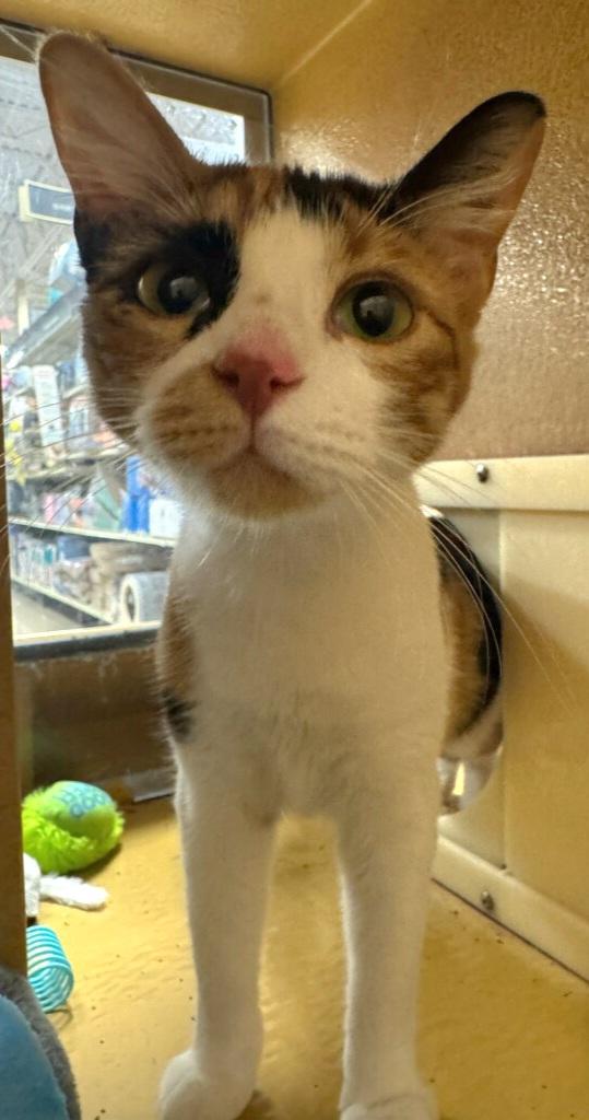 Enlarge Callie Cat OR13818-T, a Adoptable mixed breed in Beaverton, OR image 3/5