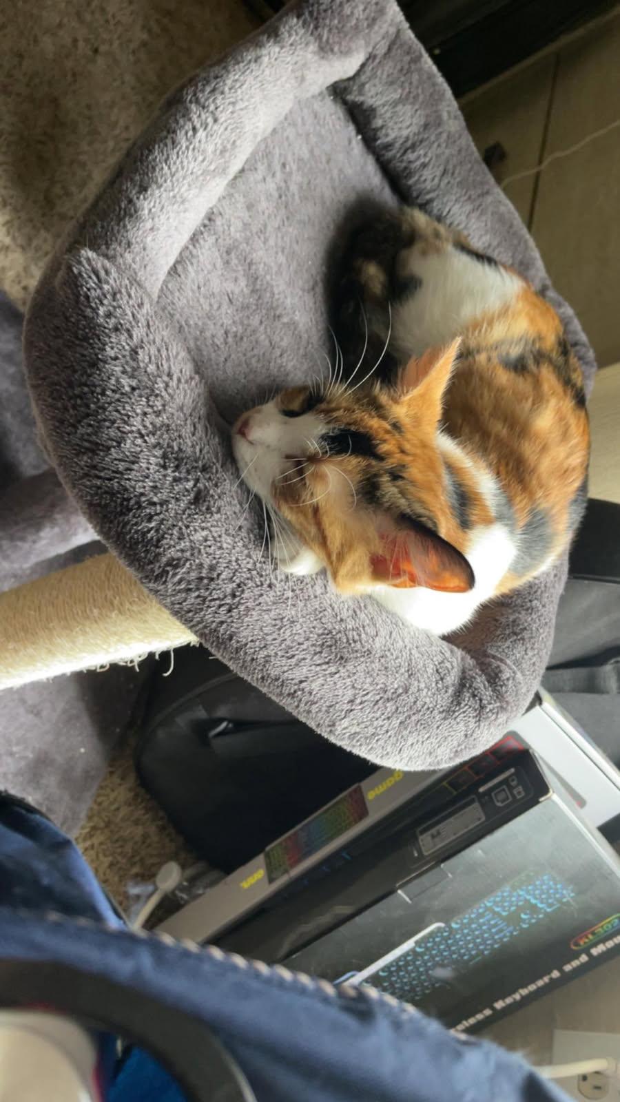 Enlarge Callie Cat OR13818-T, a Adoptable mixed breed in Beaverton, OR image 4/5