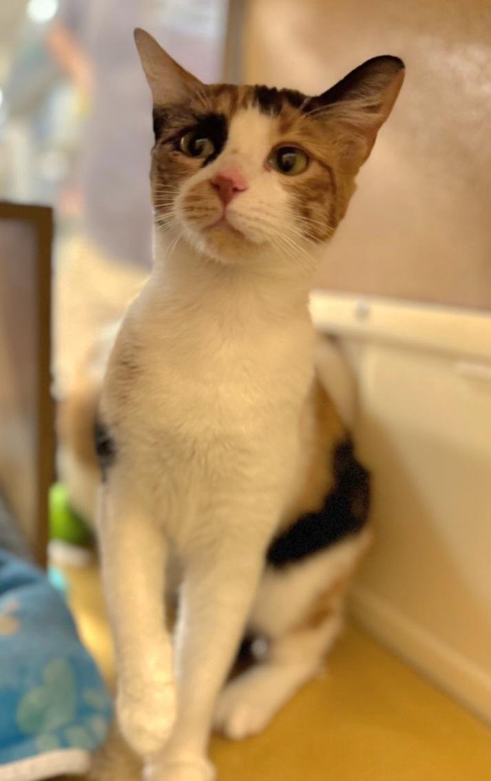 Enlarge Callie Cat OR13818-T, a Adoptable mixed breed in Beaverton, OR image 1/5