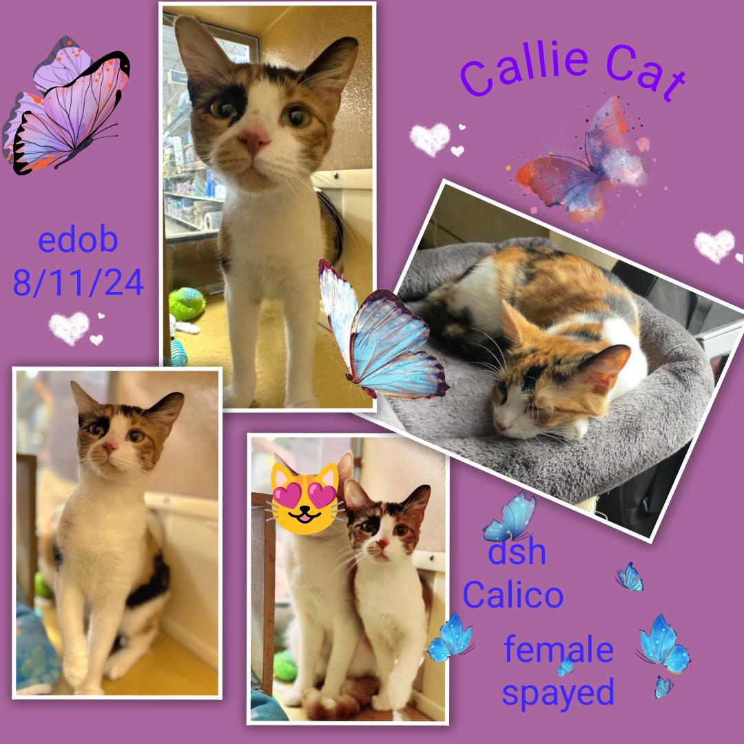 Cat for adoption - Callie Cat OR13818-T, a Domestic Short