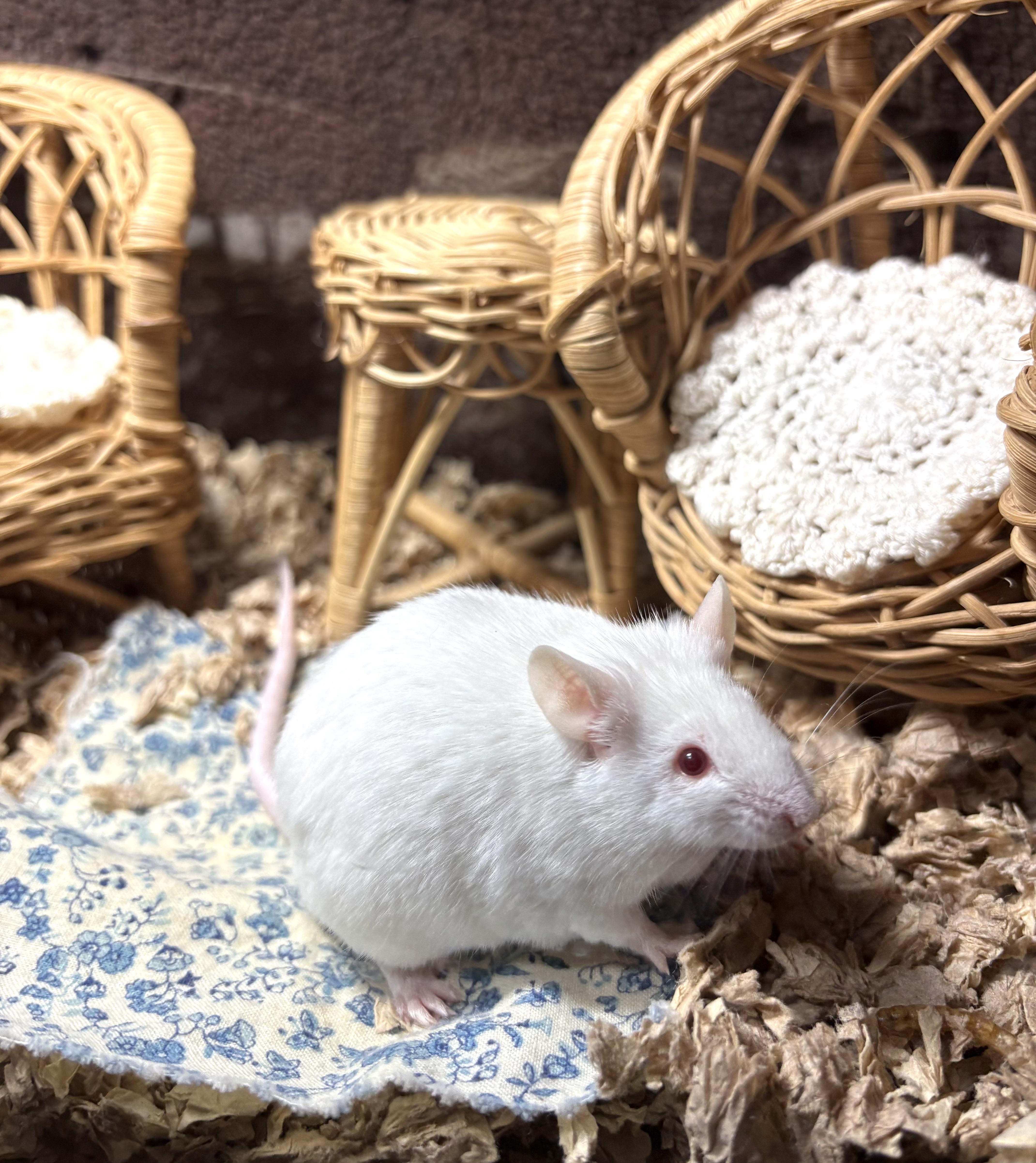 Big Cheese, Adoptable, Adult Male Mouse.