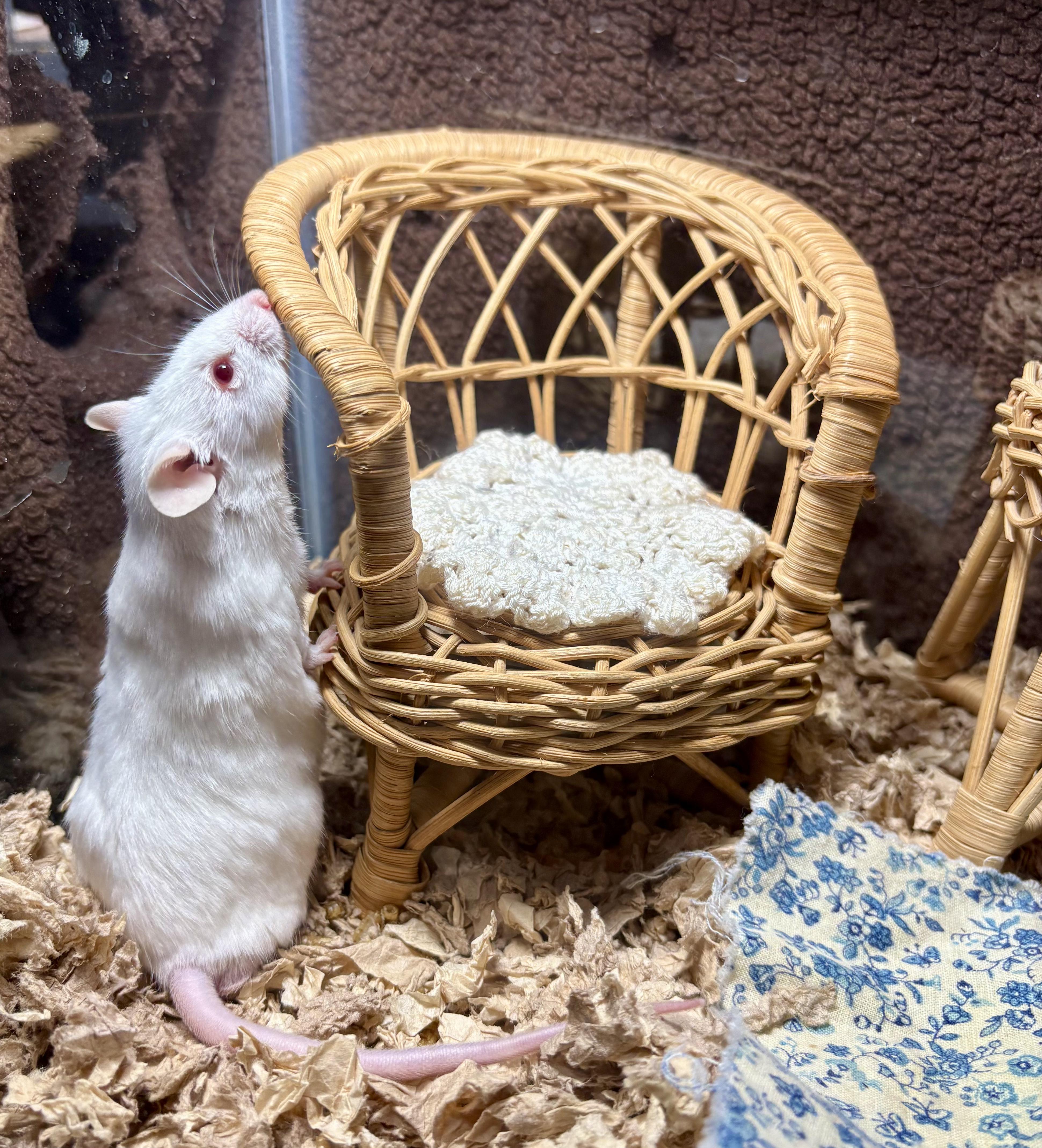 Enlarge Big Cheese, a Adoptable Mouse in Grand Rapids, MI image 4/4