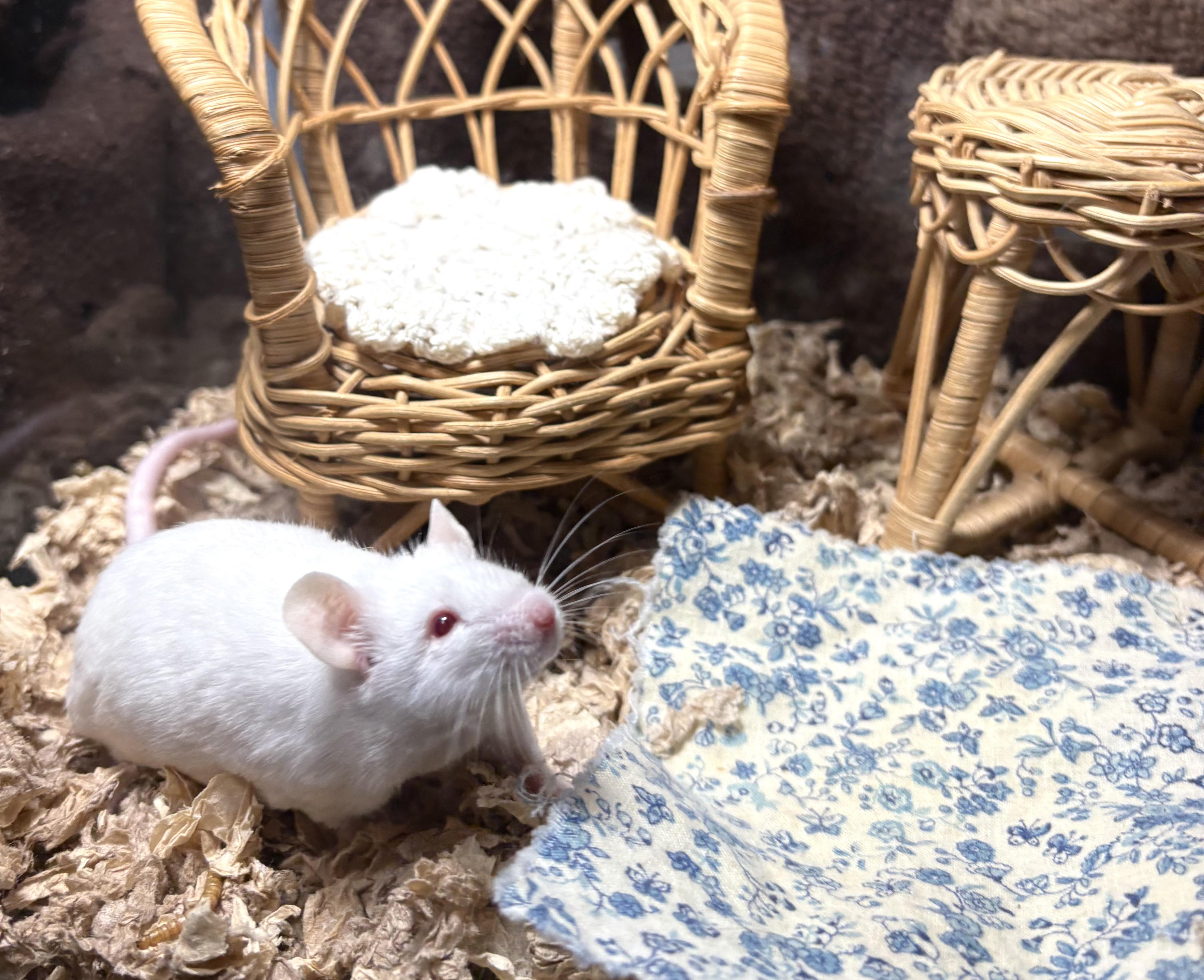 Enlarge Big Cheese, a Adoptable Mouse in Grand Rapids, MI image 3/4