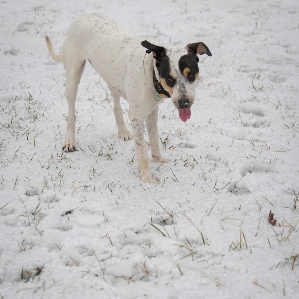 Enlarge Olive, a Adoptable mixed breed in Lynchburg, VA image 1/3