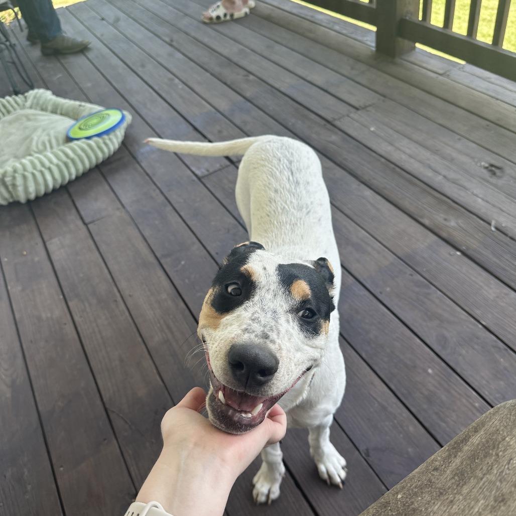Enlarge Olive, a Adoptable mixed breed in Lynchburg, VA image 2/3