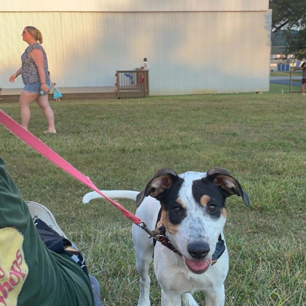 Enlarge Olive, a Adoptable mixed breed in Lynchburg, VA image 3/3