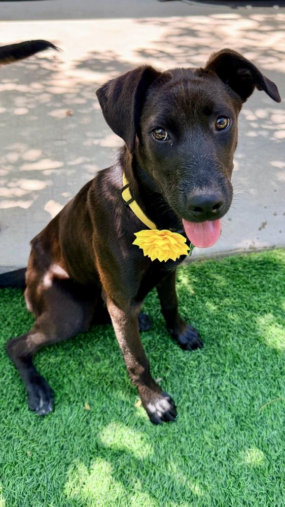 GIGI, Adoptable, Puppy Female Terrier & Labrador Retriever.