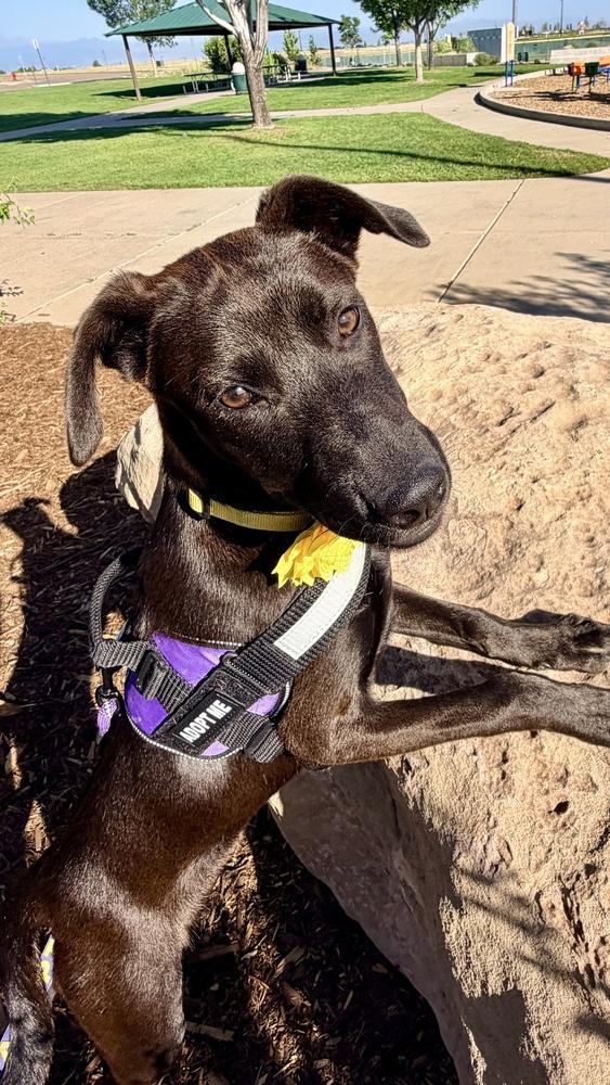 GIGI, a Adoptable mixed breed in Thornton, CO image 2/6