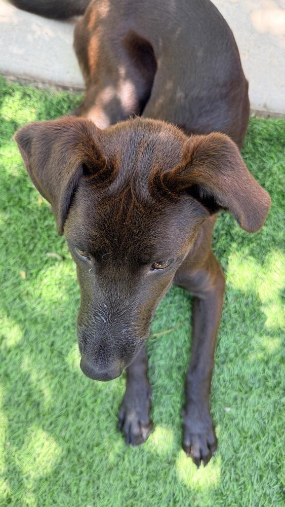 GIGI, a Adoptable mixed breed in Thornton, CO image 3/6