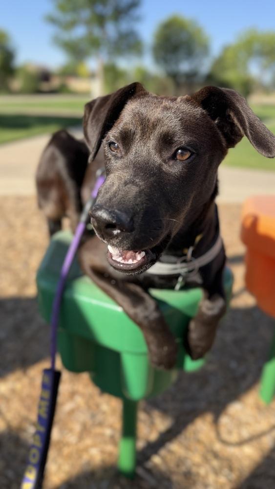 GIGI, a Adoptable mixed breed in Thornton, CO image 4/6