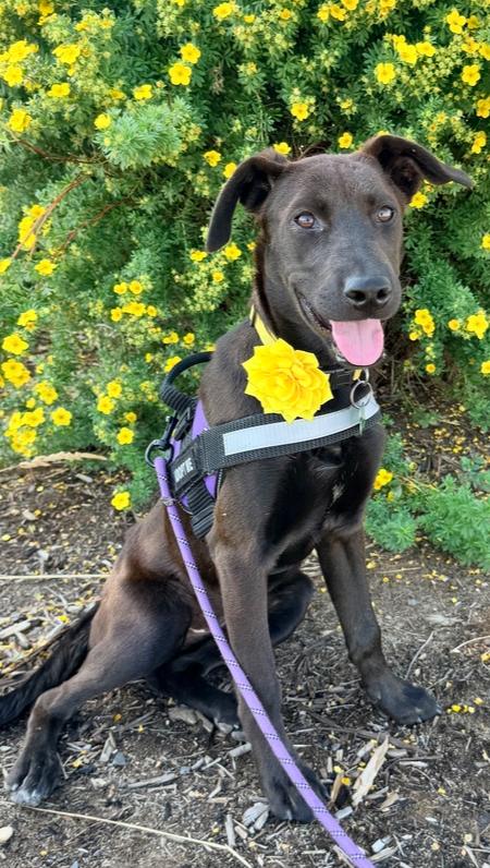GIGI, a Adoptable mixed breed in Thornton, CO image 5/6