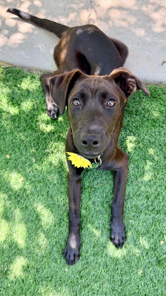 GIGI, a Adoptable mixed breed in Thornton, CO image 6/6