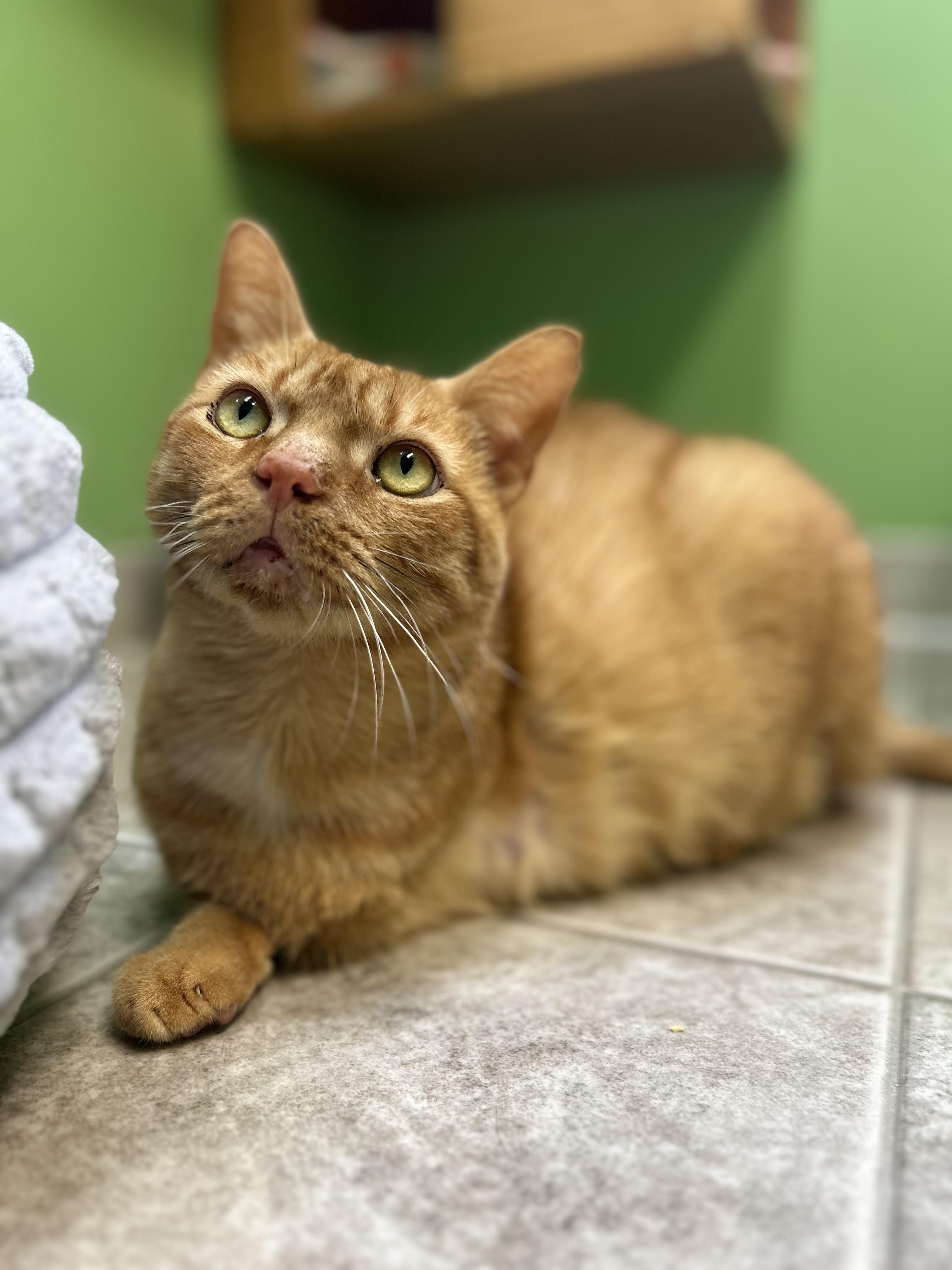 Enlarge Kenzo, a Adoptable mixed breed in Greenbelt, MD image 4/6