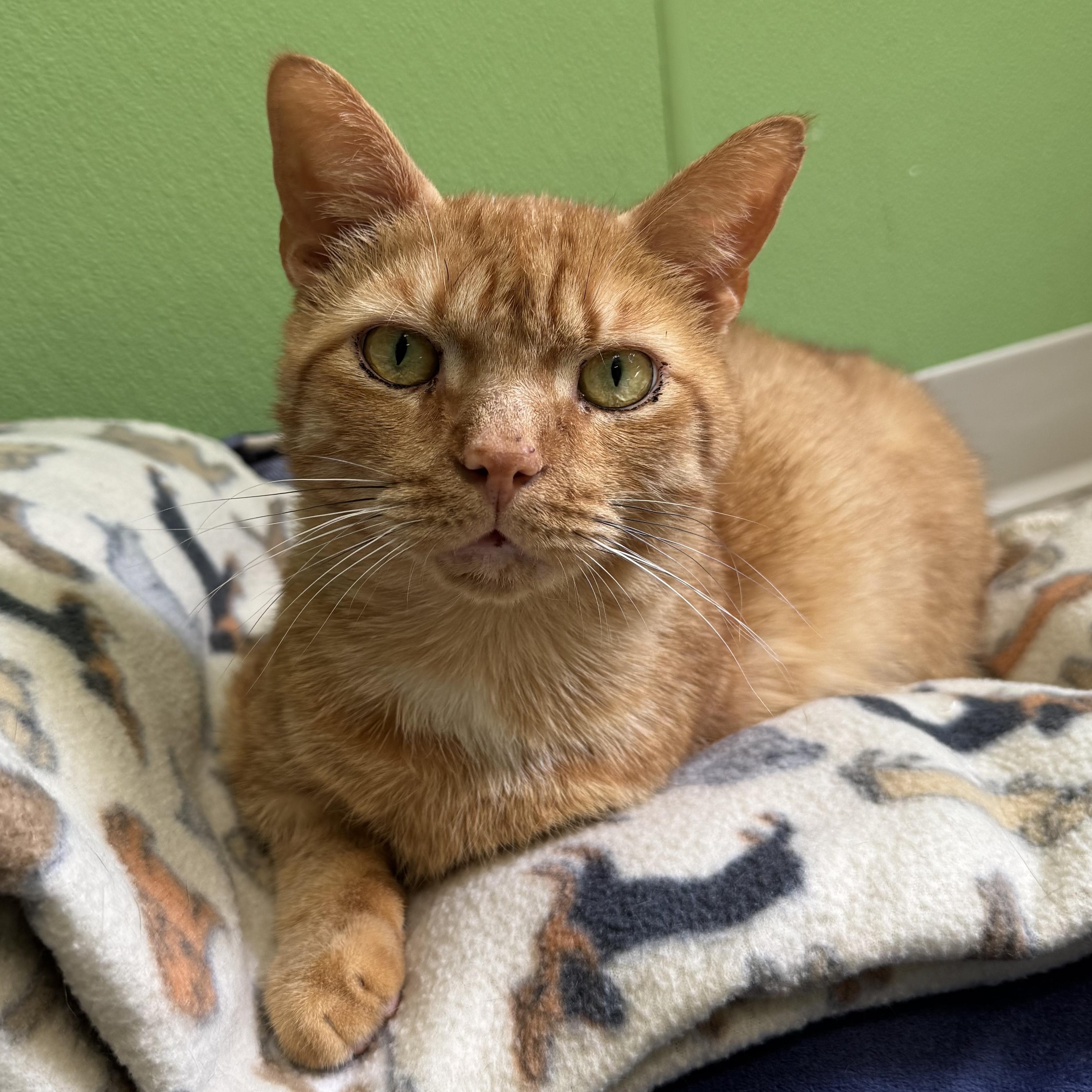 Enlarge Kenzo, a Adoptable mixed breed in Greenbelt, MD image 3/6