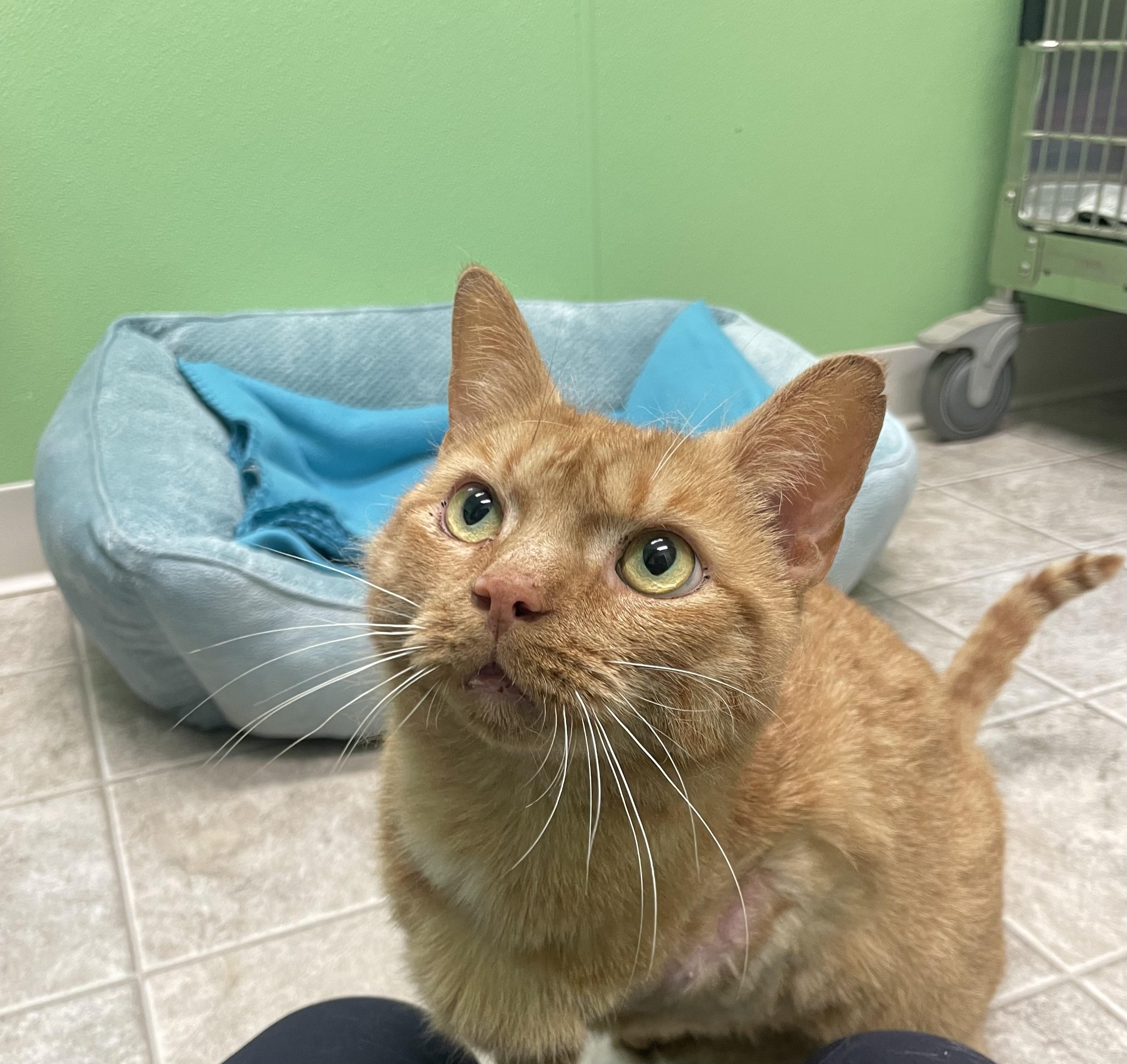 Kenzo, a ADOPTABLE mixed breed in Greenbelt, MD image 2/5