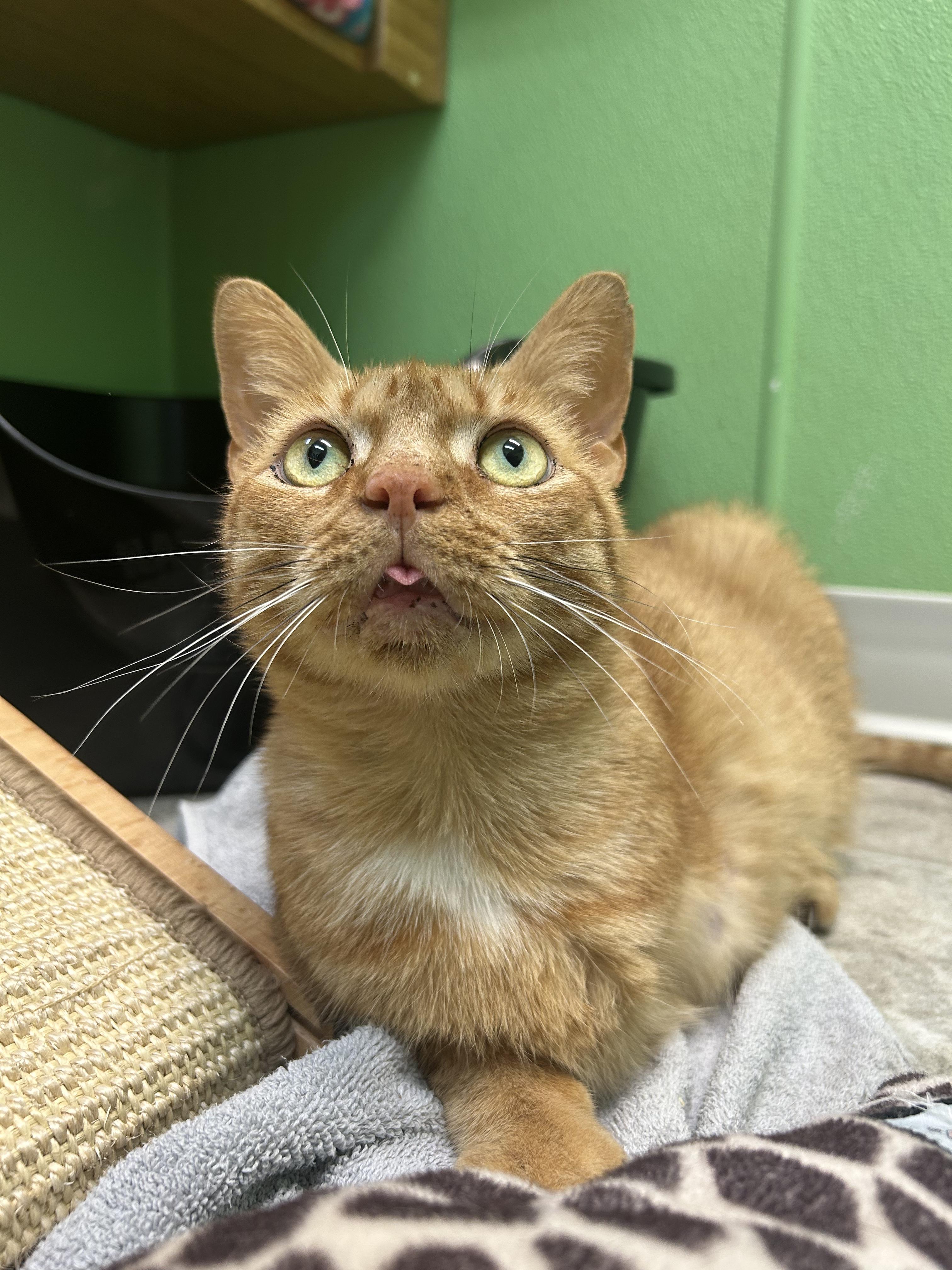 Enlarge Kenzo, a Adoptable mixed breed in Greenbelt, MD image 1/6