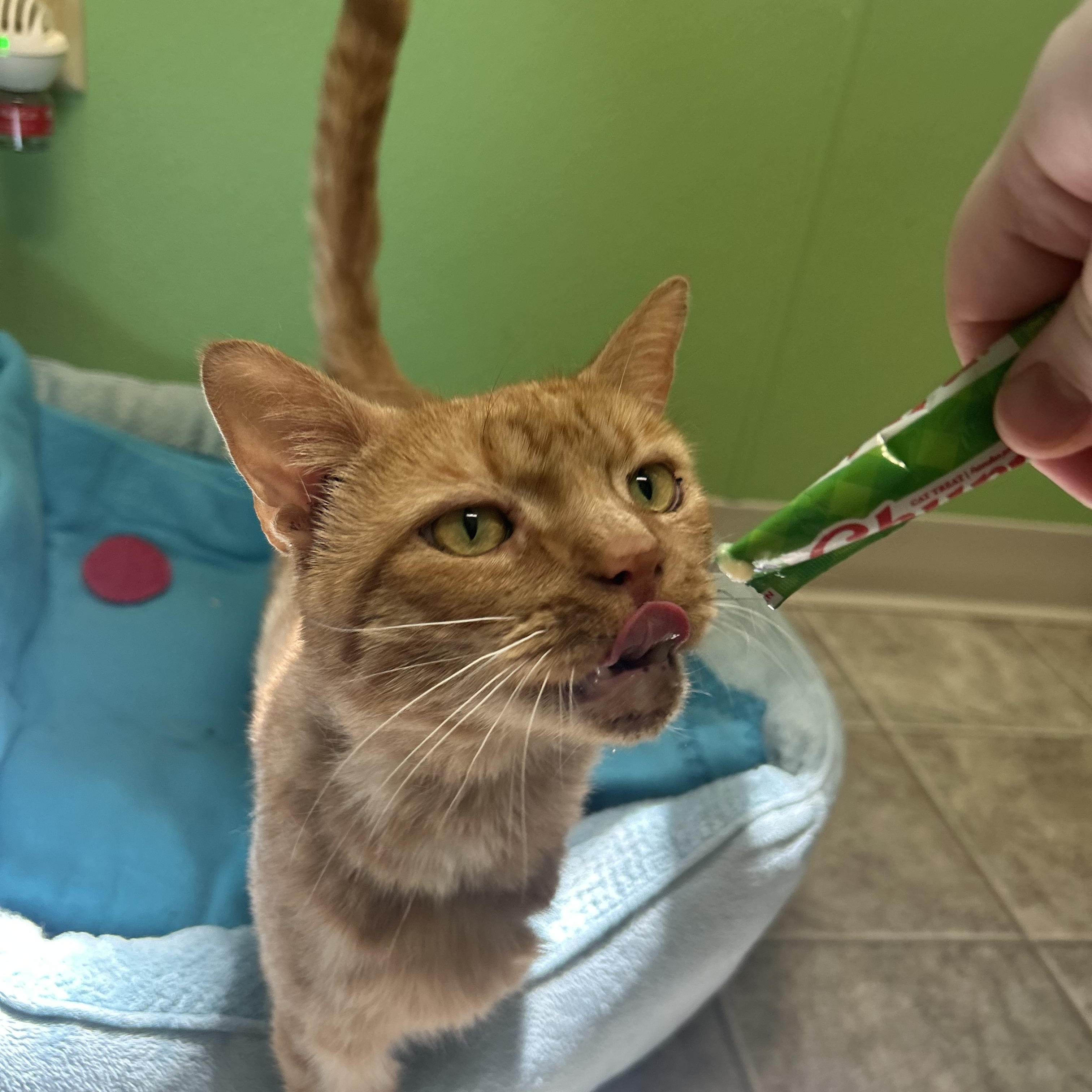 Kenzo, a ADOPTABLE mixed breed in Greenbelt, MD image 4/5