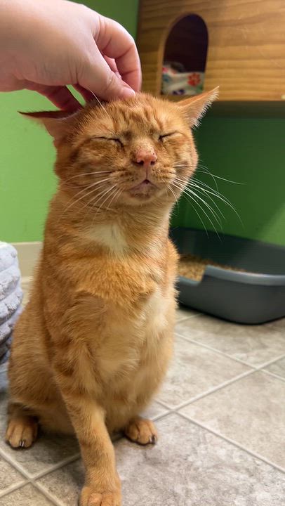 Enlarge Kenzo, a Adoptable mixed breed in Greenbelt, MD video 6/6