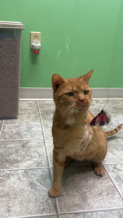 Enlarge Kenzo, a ADOPTABLE mixed breed in Greenbelt, MD video 5/5