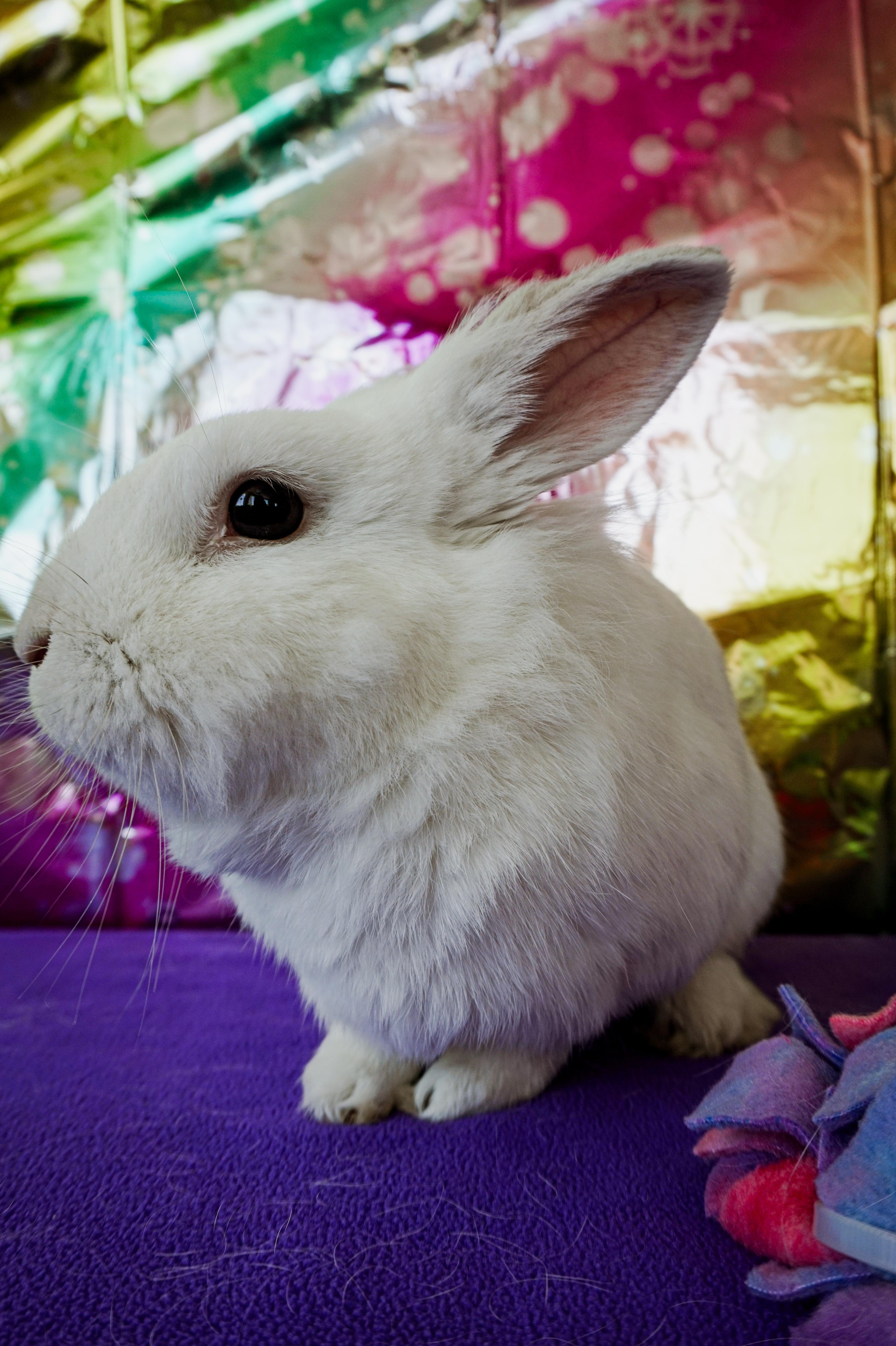 Enlarge Bobby, a ADOPTABLE Lionhead in Long Beach, CA image 1/4